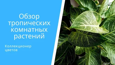 10 больших комнатных растений: какие можно купить в Уфе и где это сделать |  Sobaka.ru