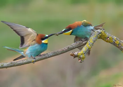 Пин от пользователя Peggy Henson на доске Birds I like | Тропические птицы,  Фотографии животных, Красивые птицы