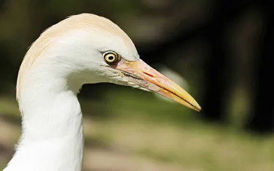 Серая цапля (лат. Ardea cinerea)