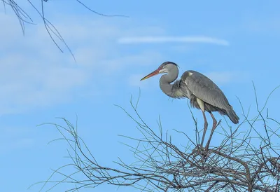 Цапля (лат. Ardea) - 120 фото, описание, интересные факты, где живут, чем  питаются