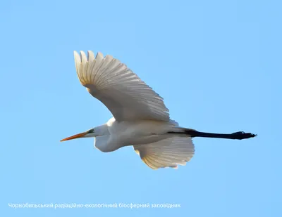 Птица (цапля Или Heron) Белого Цвета В Парке Пруд Фотография, картинки,  изображения и сток-фотография без роялти. Image 58237101