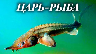 Царь-рыба. Уникальные технологии разведения осетровых - YouTube