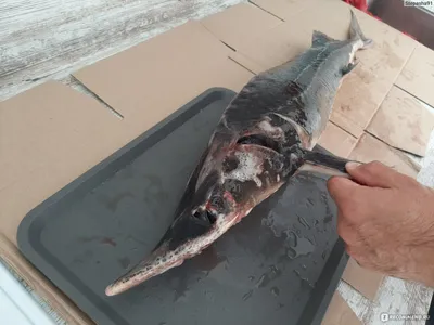 Azbuka Severa - 🐟Нельма - дикая Царская рыба, нельма не подвержена никакой  заразе. Потрясающий вкус этой белорыбицы не оставит Вас равнодушным😊  🐟Муксун - настоящий северный дикий деликатес который невозможно испортить  при приготовлении.