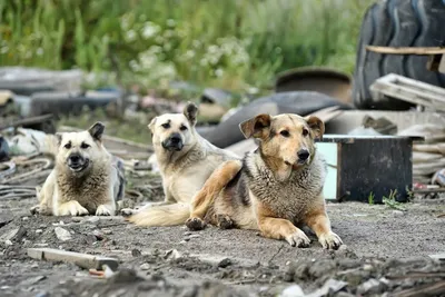 Даже большим собакам нужна любовь и ласка 😊 | МКУ г.Костромы «Центр  передержки животных» | ВКонтакте