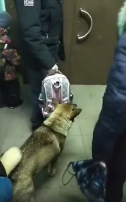 В Костроме участились случаи нападения бездомных собак на людей | ТРК «Русь»