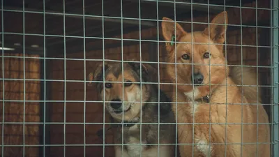 В Костроме идет охота на бездомных собак | K1NEWS Кострома