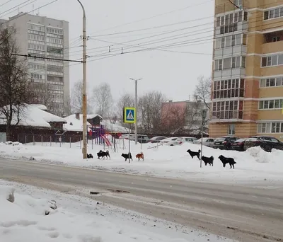 В Костроме из-за роста жалоб объявили охоту на бездомных собак — Новости  Костромы