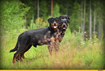 OGNENNYI DEMON CERBER - GreatDanes.dog