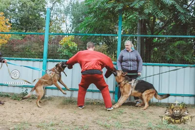 Цербер, он же Кербер, он же Адский пес