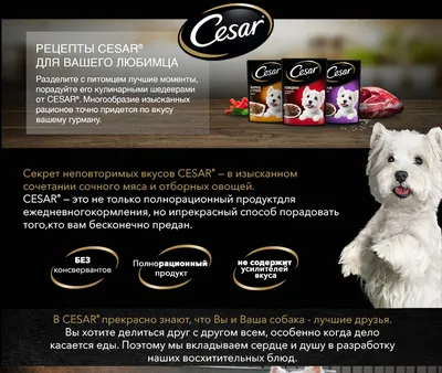 Корм для собак CESAR🐕 Изысканное угощение для Вашего питомца. 🍁Рационы  Cesar разработаны по специальной.. | ВКонтакте