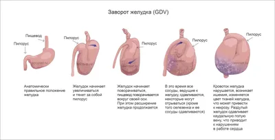 Zoodrug - Ошейник BEAPHAR для собак против блох и клещей. Цвет: Фиолетовый.  Длина: 65 см. в \"Zoodrug\". Купить по лучшей цене