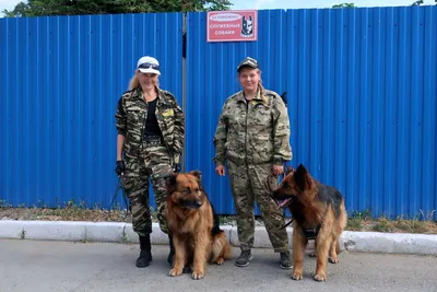 Болезни сердца у собак, как выявить ранние симптомы и методы лечения