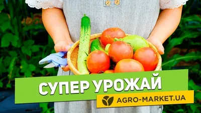 Купить семена Цинния Персидский ковер, смесь в Минске и почтой по Беларуси