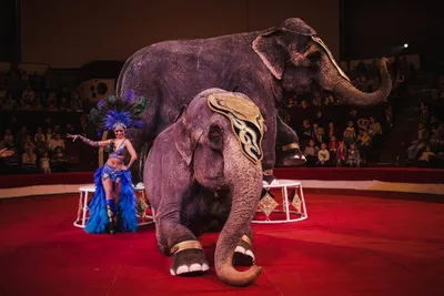 Kazan Circus Photos, Images and Pictures