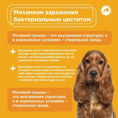 AnimAll VetLine Анти-цистит суспензия для собак и кошек (5003930) - купить  на Korm.com.ua