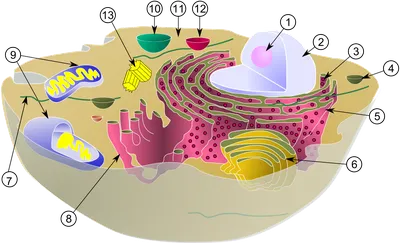 Цитоплазма картинка фотографии