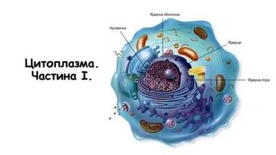 Шаг 2 – Общие принципы строение эукариотической клетки – Stepik