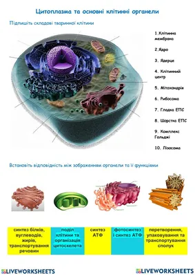 Цитоплазма – УМІТИ