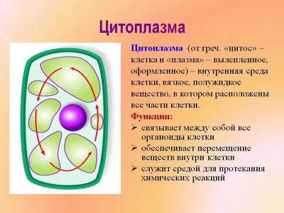 цитоплазма нейрона стоковое изображение. изображение насчитывающей  митохондрия - 230452601