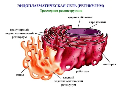 Цитоплазма та основні клітинні органели interactive worksheet | Live  Worksheets