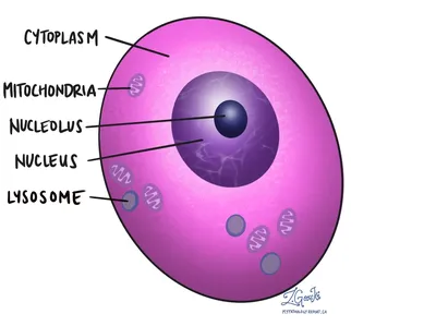 Цитоплазма | MyPathologyReport.ca