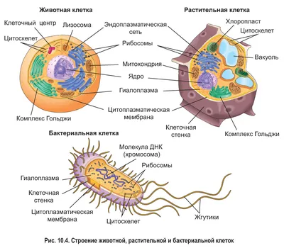 Рисунок цитоплазма строение - 73 фото