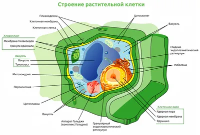 10. Клеточная теория. Общий план строения клетки: Общий план строения клеток