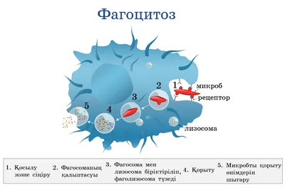 Цитоплазма прокариот: от нуклеоида до мезосом» — создано в Шедевруме