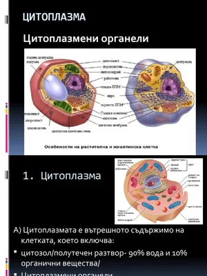 В. Биохимические функции цитоплазмы / Биохимия