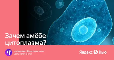 І тарау. Цитоплазма – ҰБТ, Қорытынды аттестаттау және ОЖСБ сынақтарына  дайындайтын онлайн жаттықтырғыш құралы