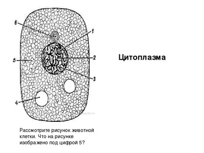 Анатомия Клеток Животных — стоковая векторная графика и другие изображения  на тему Цитоплазма - Цитоплазма, Lysosome, Митохондрия - iStock