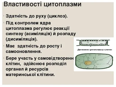 ЦИТОПЛАЗМА И ОРГАНЕЛИ | PDF