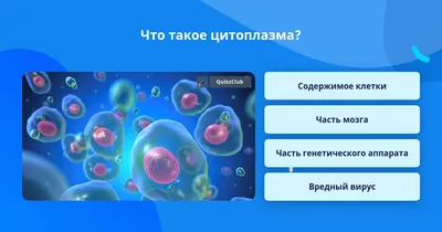 Структура еукаріотичної клітини: цитоплазма | Урок на 1 завдання. Біологія