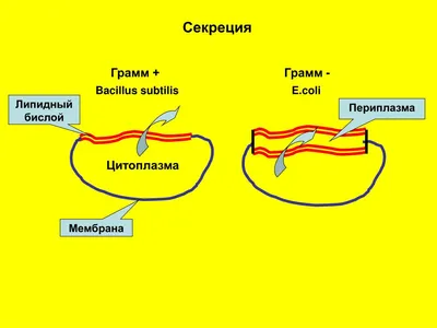 Шпаргалка - Строение клетки. Цитоплазма