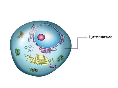 Цитоплазма. Функції цитоплазми. - frukts.info