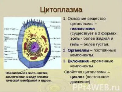 Что такое цитоплазма? | Вопросы Quiz Club | QuizzClub