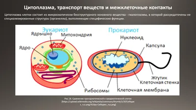 PPT - Секреция PowerPoint Presentation, free download - ID:5792253