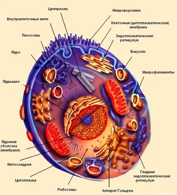 Общее строение клетки: ядро, цитоплазматическая мембрана, цитоплазма |  садоводики | Дзен