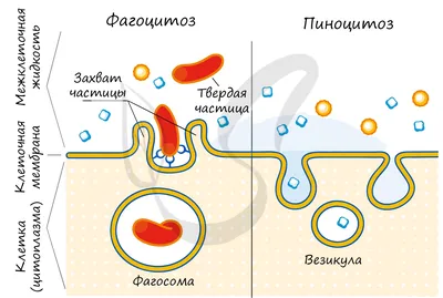 Цитоплазма и её органоиды - презентация онлайн