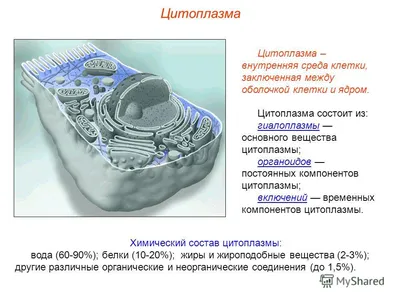 Ядро и цитоплазма - купить книгу в интернет-магазине CentrMag по лучшим  ценам! (00-01056990)