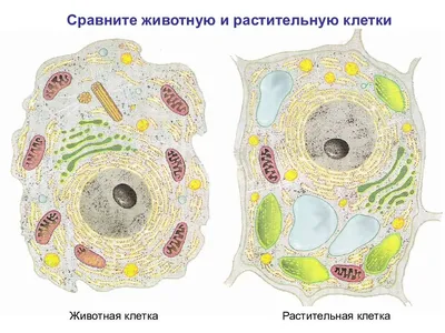 Презентація \"Цитоплазма та органели\" | Презентація. Біологія