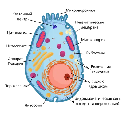 Строение клеток эукариот. Цитоплазма, ядро, одномембранные органеллы •  Биология, Цитология • Фоксфорд Учебник