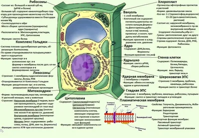 помогите вставте эти слова:оболочка, цитоплазма, ядро, ядрышко, вакуоль,  хлоропласты, поры. - Школьные Знания.com