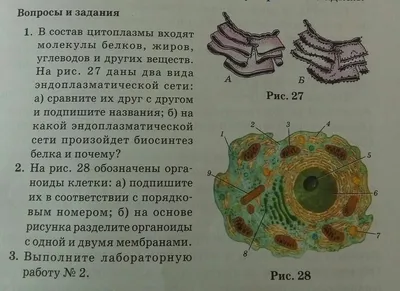 Рисунок цитоплазма строение - 73 фото