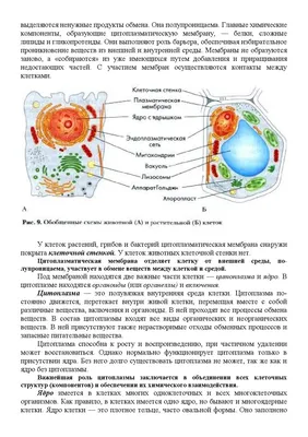 Цитоплазма. Клеточные органеллы, TEM стоковое фото ©jlcalvo@ucm.es 180037534