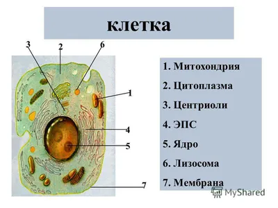 Модель животной клетки животных клеточная структура расширения преподавание  биологии образца инструмент ядро цитоплазма | AliExpress