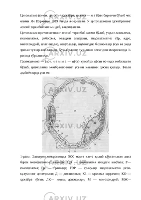 15. Цитоплазма, компоненты её составляющие.