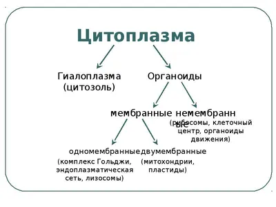 Ответы Mail.ru: Цитозоль и Цитоплазма. Какая разница между ними? Если и то  и другое содержимое клетки