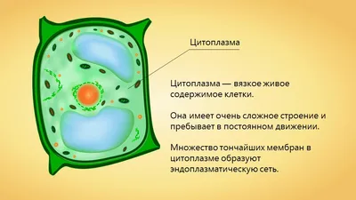 Цитоплазма и её функции. Кратко - Медицина - Наука - Каталог статей - Блог  Ильи Винштейна