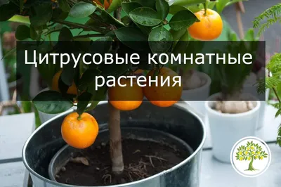 Цитрусовые комнатные растения - купить домашние растения семейства  цитрусовых